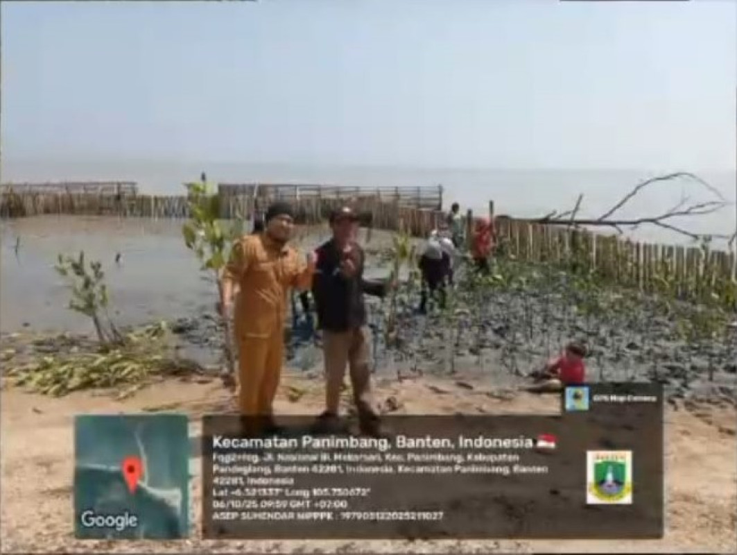 Gerakan Hijau 5.000 Bibit Mangrove Ditanam di Pesisir Mekarsari, Panimbang - Banten