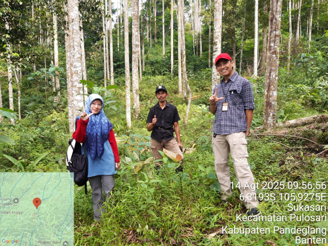 Tim UPTD SPTH Lakukan Monitoring Kebun Sumber Benih Manglid di Pulosari Pandeglang