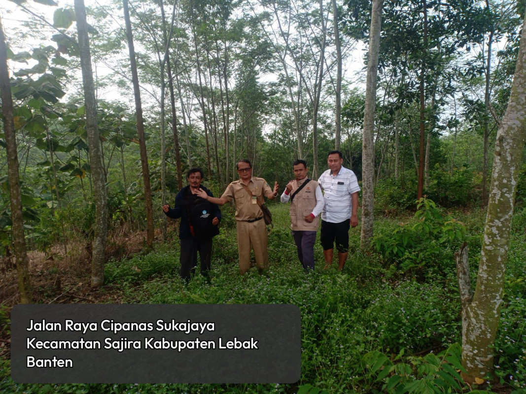 Monitoring Pembangunan Hutan Rakyat Tahun 2021 untuk pemeliharaan tahun ke-3 pada tahun 2024 di jalan Raya Cipanas Sukajaya Kecamatan Sajira Kabupaten Lebak Banten.