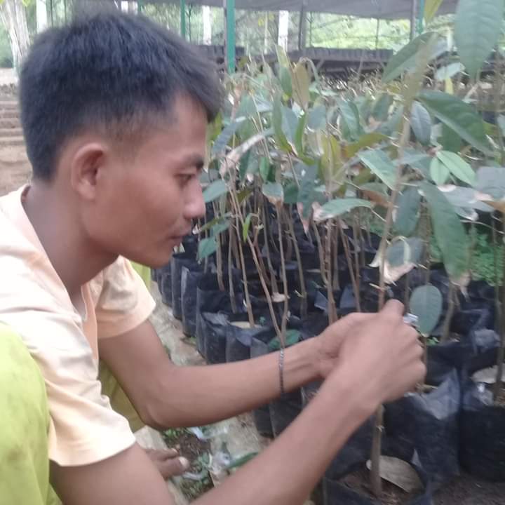 Pembukaan Mata Entrest Durian dan Pembukaan Sungkup Entrest Mangga