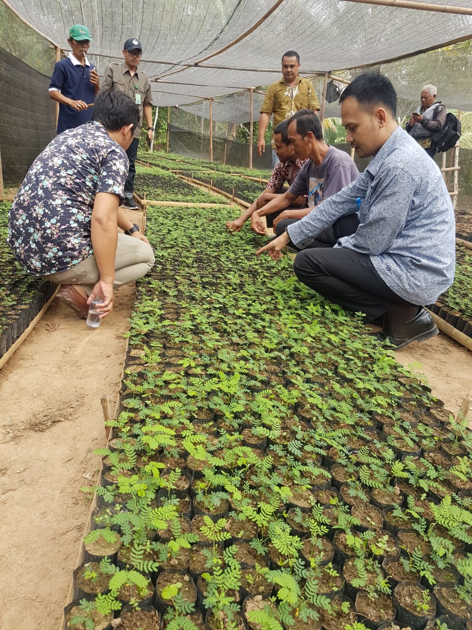 Kebun Bibit Desa KBD ( Mancak Kabupaten Serang )