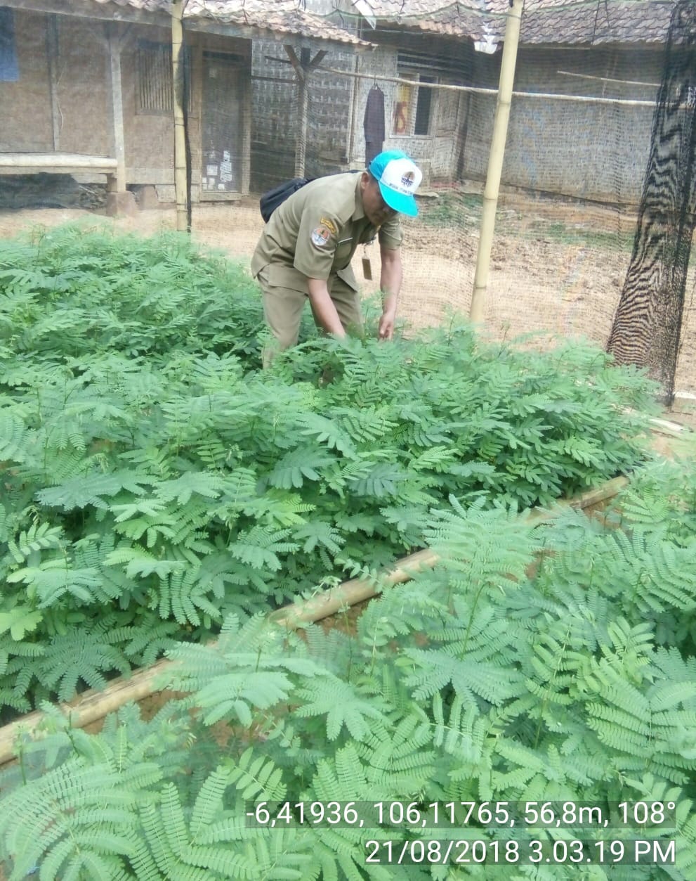 KBD Wanajaya Desa Pasirgintung Kec.Cikulur Kab.Lebak