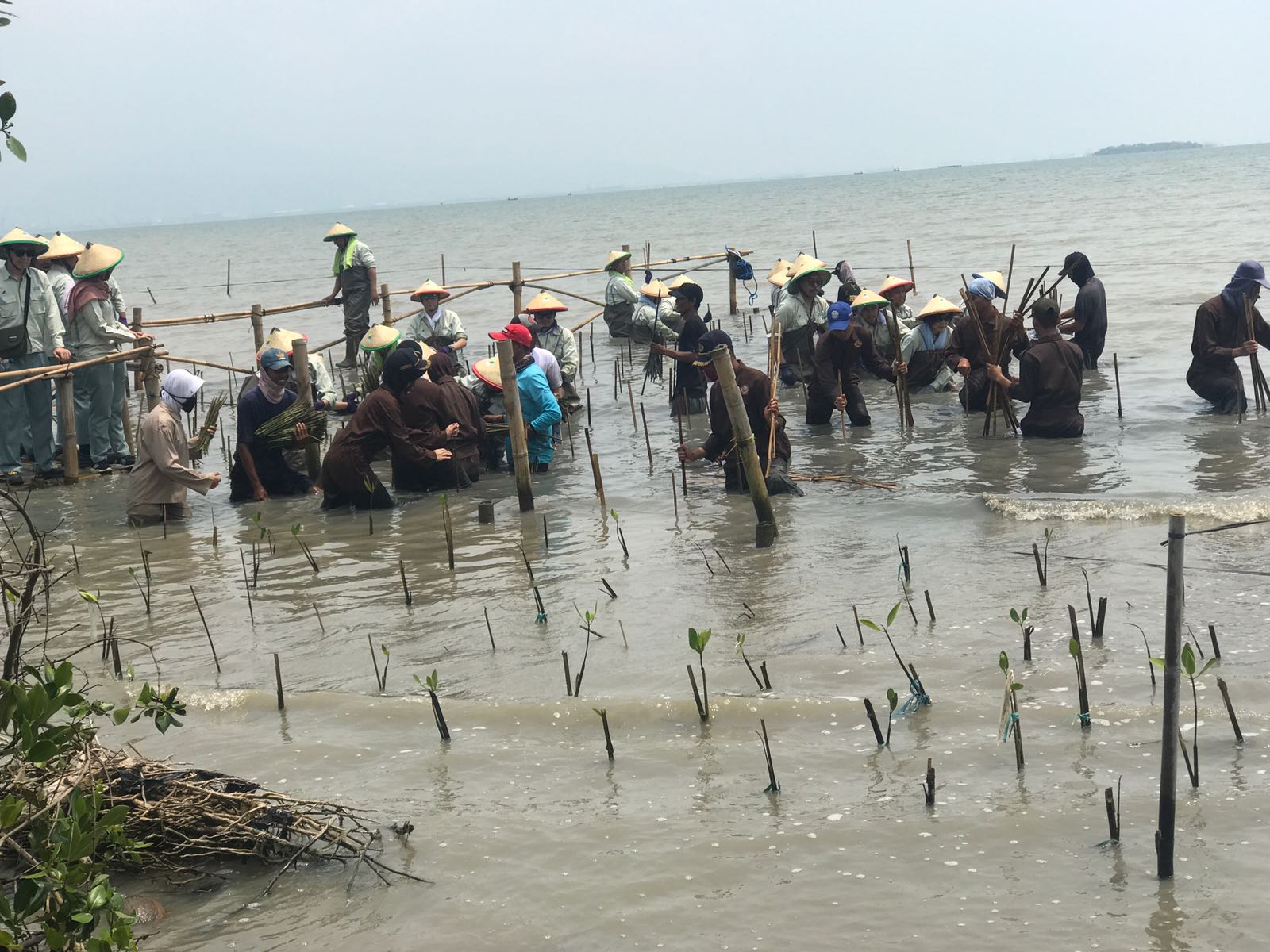 Kegiatan Penanaman Mangrove, di Pesisir Wilayah Banten "Sekolah Tinggi Perikanan Karangantu" Serang