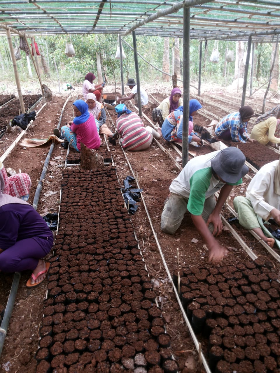 Kegiatan KBR ( Kebun Bibit Rakyat ) Tahun 2018 Blok Cihaladan Desa Badur Cec.Cirinten.KTH Kadu Bandung.