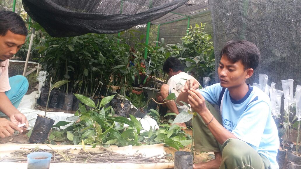 Proses Okulasi Mangga Gedong Gincu-Batang Atas Dari Cipaku Bogor (BPPTK ) DLHK