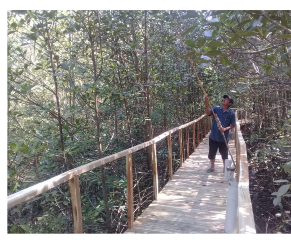 Hutan Mangrove Menjadi Destinasi Wisata Desa Mekarsari Kec. Panimbang Kab. Pandeglang