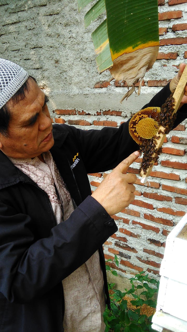 Memeriksa Koloni Lebah Afis Cerana  di Desa Saruni Pandeglang