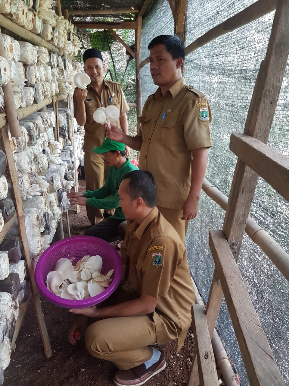 Kegiatan Jamur Tiram KTH Tani Mukti Cinangka