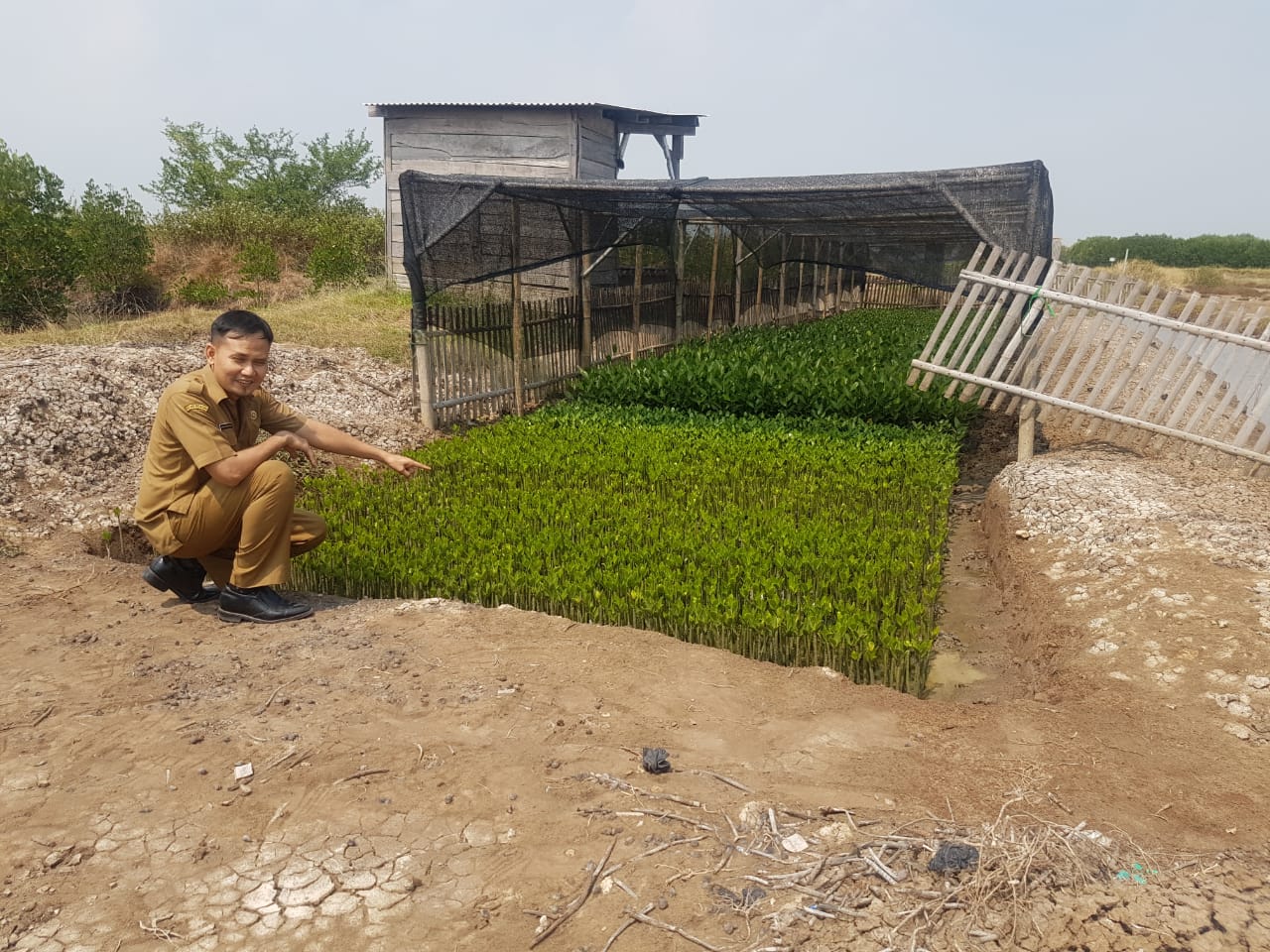 Kegiatan Mangrove Kelompok Pencinta Alam Pesisir Pulau 2, Kel. Sawah Luhur, Kec. Kasemen Kota Serang