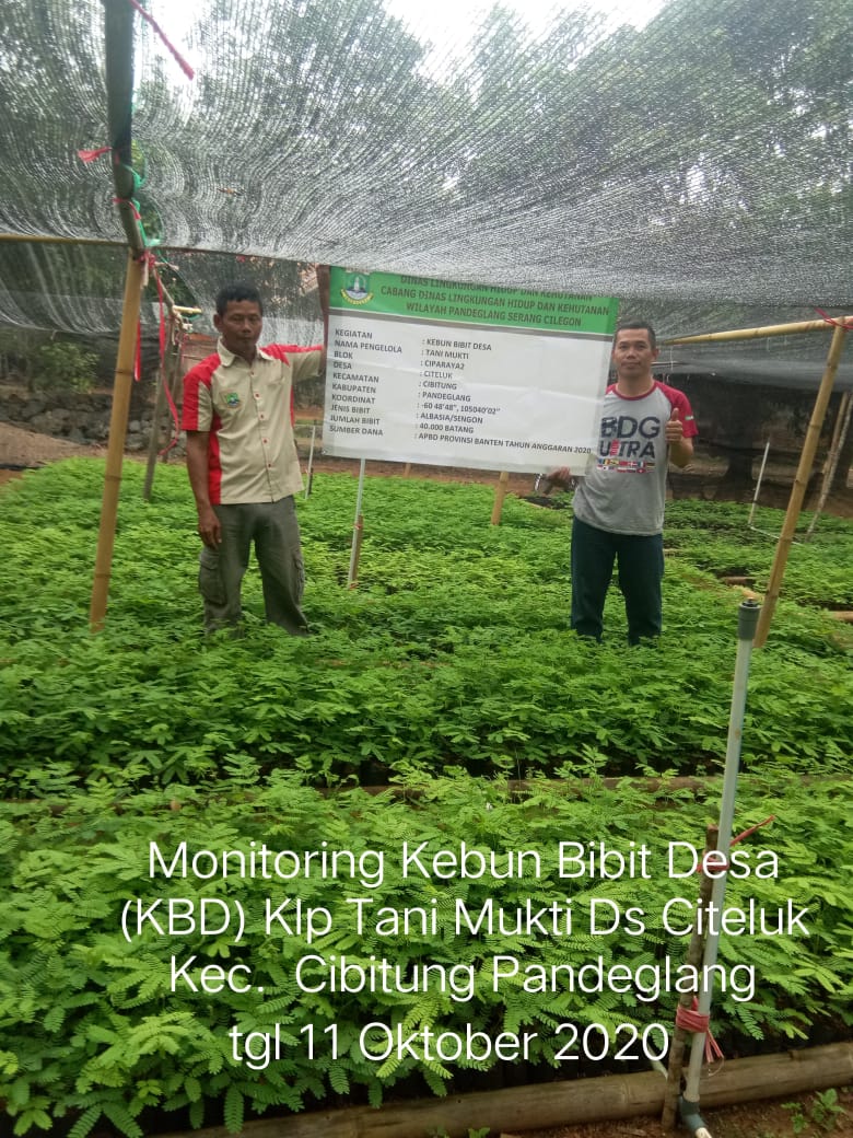 Monitoring Kebun Bibit Desa (KBD) Klp Tani Mukti Desa Ciletuk Kec Cibitung Pandeglang