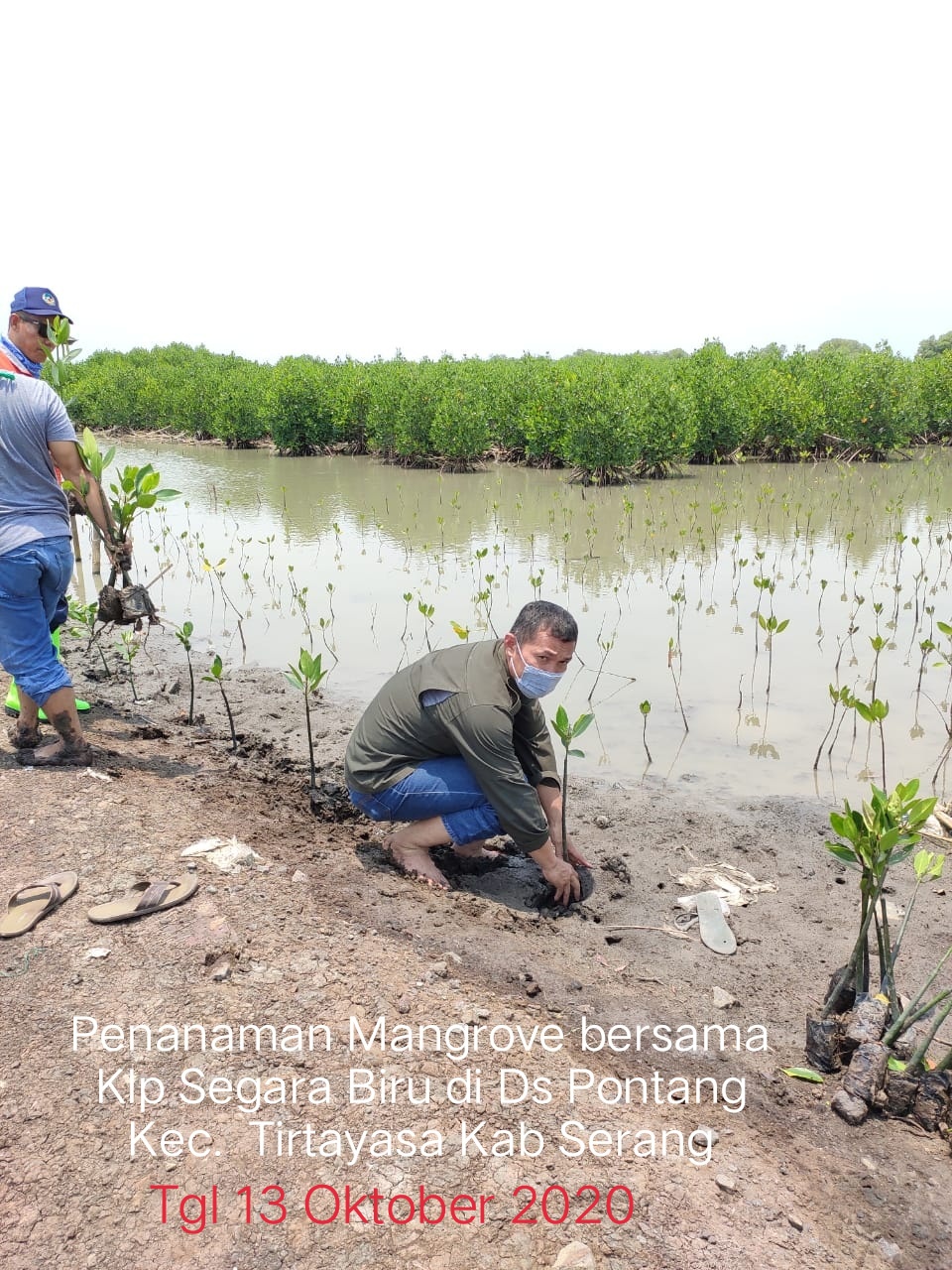 Penanaman Mangrove Bersama Klp Segara Biru di Desa Pontang Kec Tirtayasa Kab Serang