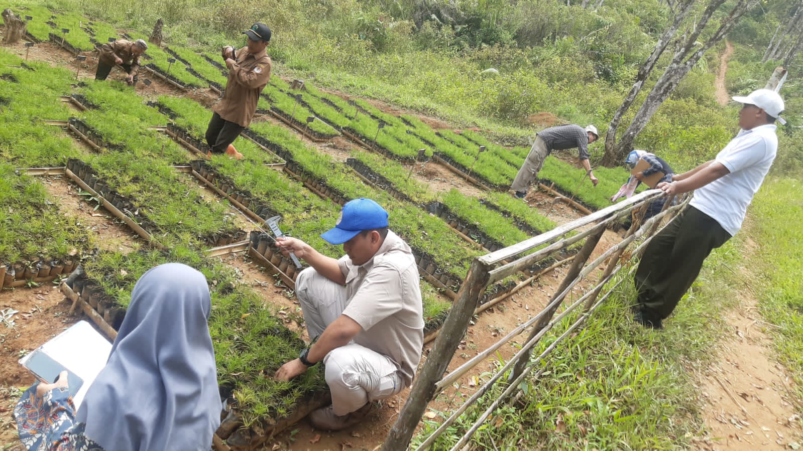 Sertifikasi Pinus Milik Perhutani KPH Banten Di RPH Ciherang Selatan Kec  Bayah Kab Lebak