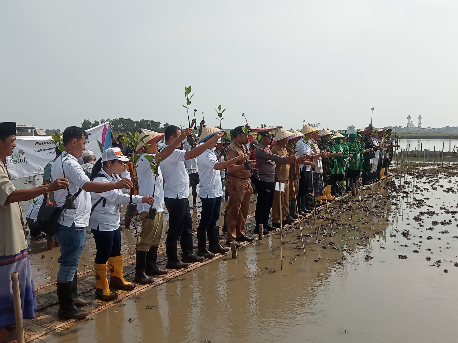 Salam Mangrove HMPI Tahun 2022 Penanaman Mangrove di Desa Lontar Kecamatan Tirtayasa Kabupaten Serang