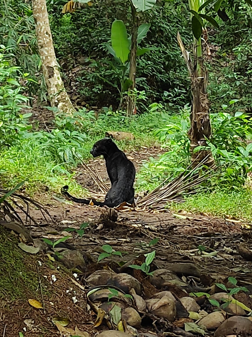 Anak macan Kumbang di Tahura Banten