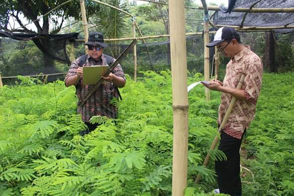 Kegiatan Sertifikasi Bibit Sengon Di Lokasi Kebun Bibit Desa (KBD) Oleh Tim Sertifikator Bpptk Provinsi Banten