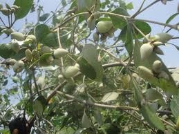 Buah Mangrove Sebagai Sumber Pangan Alternatif